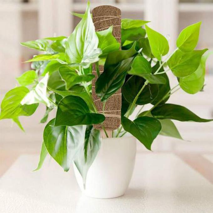 Supporto alle piante Palloni di muschio impilabili per le piante Pallone totem di cocco Pallone di muschio alto per le piante arrampicanti Sphagnum 3