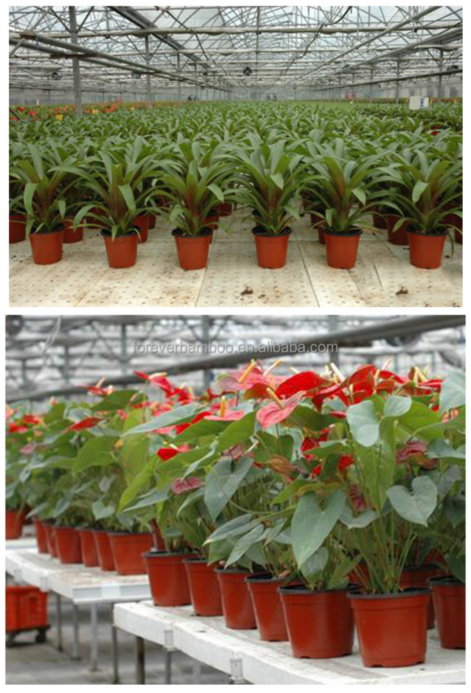 Piante di plastica seminatrici vaso per la semina Germinazione, seminatrici in crescita 1