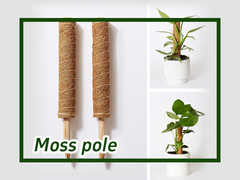 Come usare Moss Pole per le piante da arrampicata Monstera?