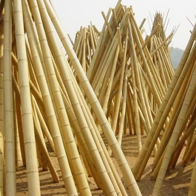 Natura gialla Pali di bambù all'aperto crudi Pali di bambù asciutti 2m 3m 4m