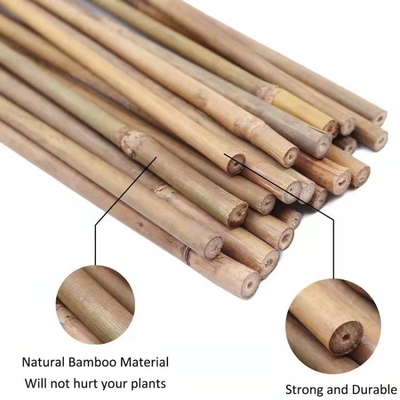 Pali di bambù naturali di sostegno della pianta per le piante d'appartamento, palo di bambù 40cm dei bastoni del giardino di bambù di Pali 595cm