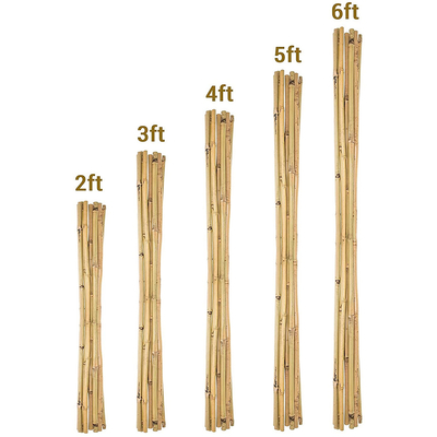 Pali di bambù naturali Pali di bambù crudi dei mobili da giardino altezza di 500cm - di 40cm