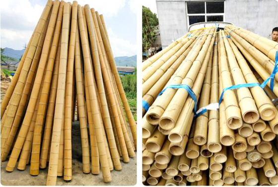 pali di bambù di bambù crudi di 250cm Pali per la pianta della decorazione