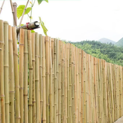 100% Palo di bambù 240cm crudo naturale che costruisce Deoration 60cm - 595cm