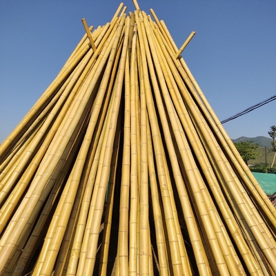 100% Palo di bambù 240cm crudo naturale che costruisce Deoration 60cm - 595cm