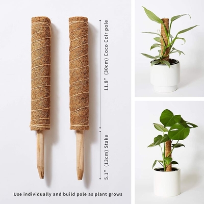 Moss Pole Plant Support Climbing Coconut Poles Palm Stick Coloratura della pianta