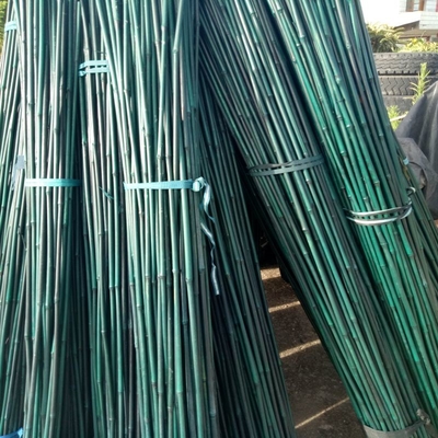 20cm hanno dipinto la decorazione verde di Rohi dei pali di bambù crudi di Pali