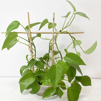 Il bambù di materia prima di 100% picchetta 6m i cerchi di forma che di U Handcrafted il fiore di sostegno del traliccio