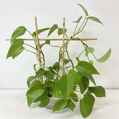 Il bambù di materia prima di 100% picchetta 6m i cerchi di forma che di U Handcrafted il fiore di sostegno del traliccio