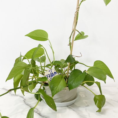Il bambù di materia prima di 100% picchetta 6m i cerchi di forma che di U Handcrafted il fiore di sostegno del traliccio