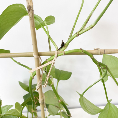Il bambù di materia prima di 100% picchetta 6m i cerchi di forma che di U Handcrafted il fiore di sostegno del traliccio