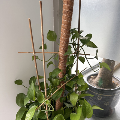Il bambù di bambù naturale su misura di materia prima picchetta il diametro di lunghezza 6mm di 40cm 60cm 90cm