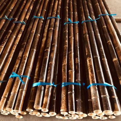 4cm a 20cm Tonkin Pali di bambù crudi hanno carbonizzato rosso verde nero su misura