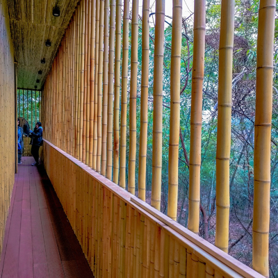 Decorazione Pali di bambù crudi Tonkin naturale Pali di bambù della pianta di giardino