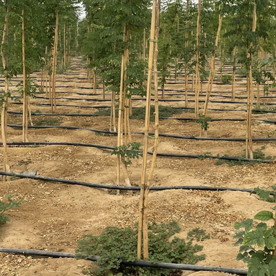 pali di bambù di bambù crudi di 250cm Pali per la pianta della decorazione