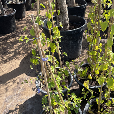 pali di bambù di bambù crudi di 250cm Pali per la pianta della decorazione