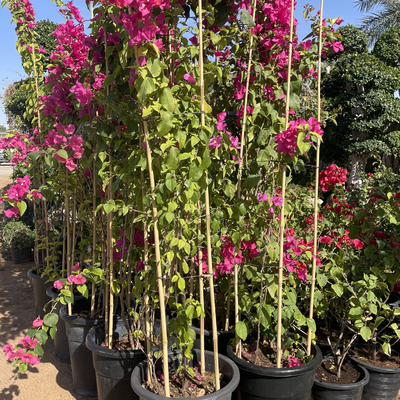 pali di bambù di bambù crudi di 250cm Pali per la pianta della decorazione