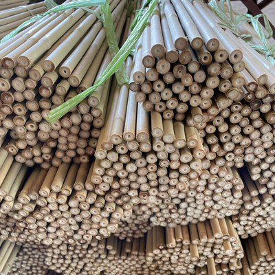 Canne di bambù crude variopinte Pali di bambù per agricoltura del giardino