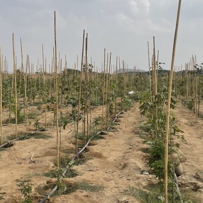 Canne di bambù crude variopinte Pali di bambù per agricoltura del giardino