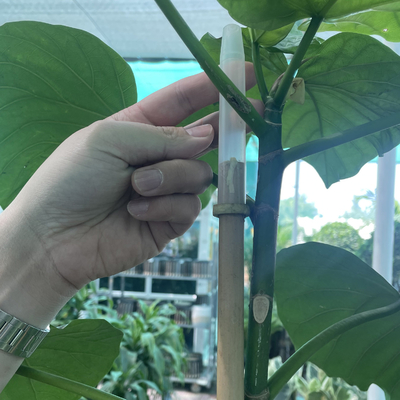 60cm diritti asciutti a grande Pali colore naturale di bambù di 595cm