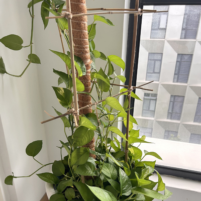Pali di bambù naturali di sostegno della pianta per le piante d'appartamento, palo di bambù 40cm dei bastoni del giardino di bambù di Pali 595cm