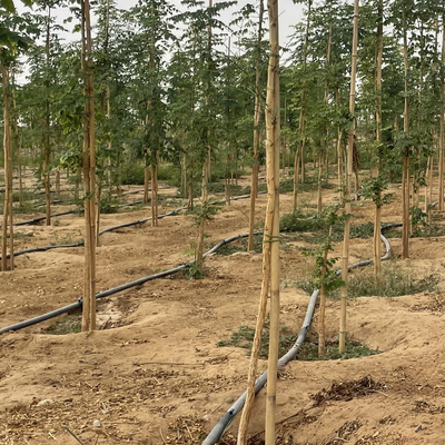 Pali di bambù naturali di sostegno della pianta per le piante d'appartamento, palo di bambù 40cm dei bastoni del giardino di bambù di Pali 595cm