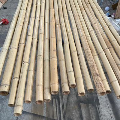 18 mm a 160 mm di diametro canna di bambù Moso palo di bambù Costruzione Agricoltura