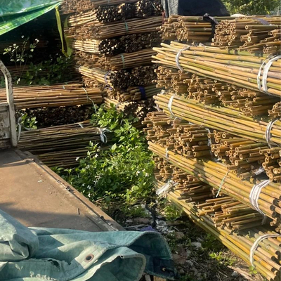 18 mm a 160 mm di diametro canna di bambù Moso palo di bambù Costruzione Agricoltura