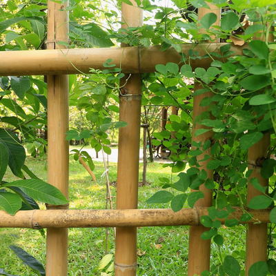 100% Palo di bambù 240cm crudo naturale che costruisce Deoration 60cm - 595cm
