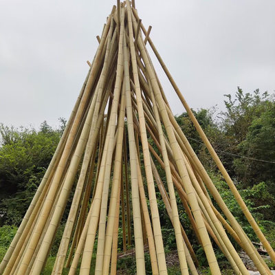 Pali di bambù di bambù a 3 pollici amichevoli di Eco Moso Palo per giallo della decorazione della pianta
