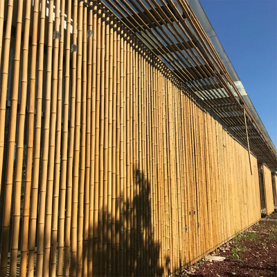 Bambù naturale Palo di Moso di 10 piedi per la costruzione di costruzione del giardino