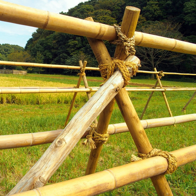 Bambù naturale Palo di Moso di 10 piedi per la costruzione di costruzione del giardino
