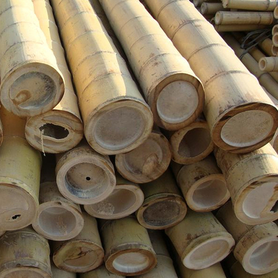 Natura gialla Pali di bambù all'aperto crudi Pali di bambù asciutti 2m 3m 4m