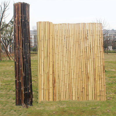 selezione rotolata di bambù del recinto di 180cm del giardino di bambù decorativo di Natural Bamboo Fence
