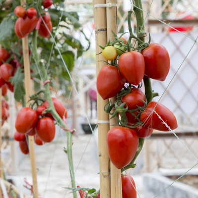 Materia prima di bambù della costruzione