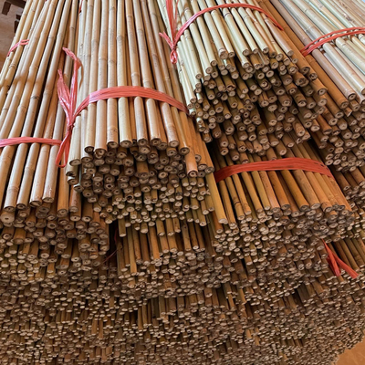 10cm Pali di bambù crudi