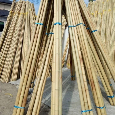 Ingrosso Natura Tonkin Giallo Bambù Materiale di canna per la decorazione e per la coltivazione delle piante
