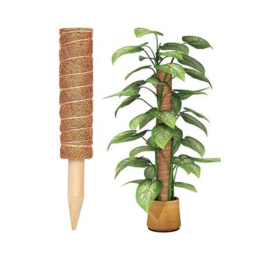 Palma di cocco Coir Moss Stick Totem Pole Coco Coir Totem Pole Plant Support Extension Climbing Indoor Plants Creepers