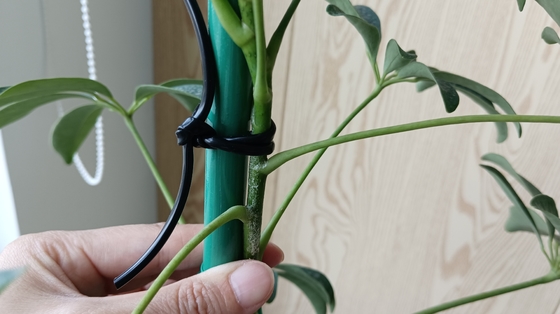 Flessibile Green Hollow Line per supportare la pianta Legare i sacchetti per Home Office