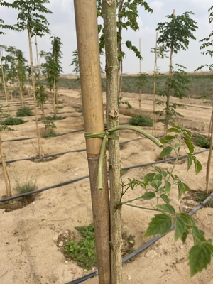 Paletti di bambù ecologici per un giardinaggio sostenibile