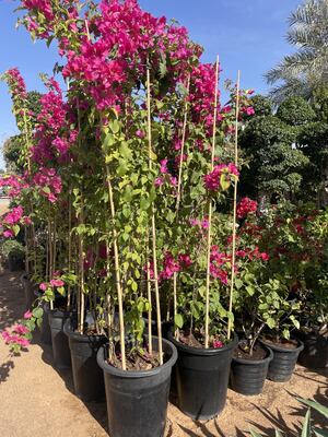 Paletti da giardino, paletti in bambù naturale da 18 pollici, paletti di supporto per piante con fascette, bastoncini di bambù per pomodori, fagioli, fiori, piante in vaso, piante rampicanti da interno ed esterno