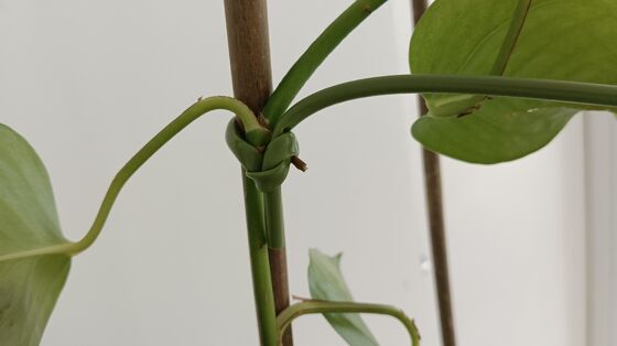 50m, 4.5mm Garden Wire Soft Garden Plant Ties for Climbing Plants, Tomatoes, Climbing Roses, Indoor & Outdoor Plants