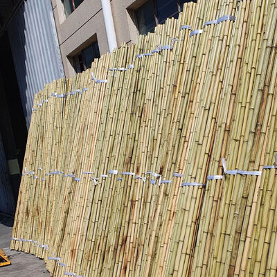 Pali di bambù grezzi decorativi ecologici diametro 0,8 cm x lunghezza 100 cm