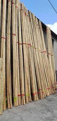 Pali di bambù grezzi decorativi ecologici diametro 0,8 cm x lunghezza 100 cm